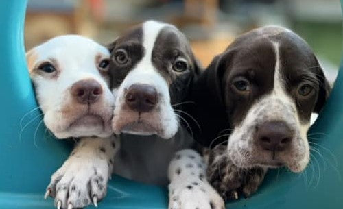 WISHLIST - Pay for a day at Hope Rescue