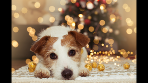 Christmas Cards - (Pack of 10 cards)