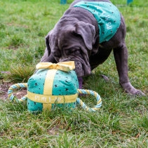Pawty Time Tugger