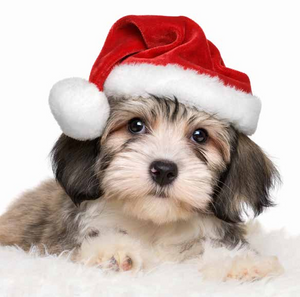 Hope 'Christmas Pup' pack of 10 Christmas Cards