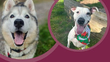 Two dogs in circular insets with a purple background and 'hope rescue' logo.