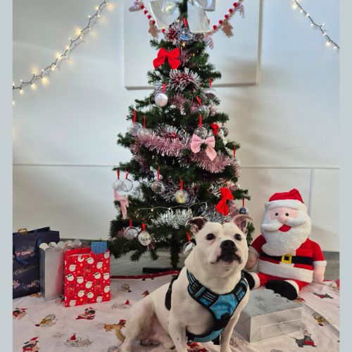 Wishlist - Virtual Christmas Shoe Boxes