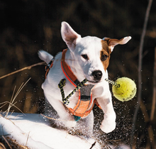 KONG® SqueakAir® Ball with Rope Dog Toy